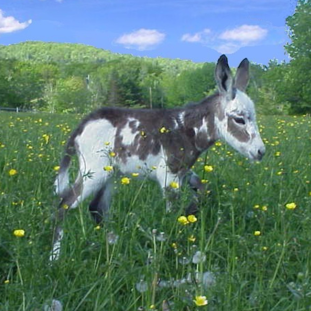 Life with Donkeys for 30+ Years ~ Check the Photos